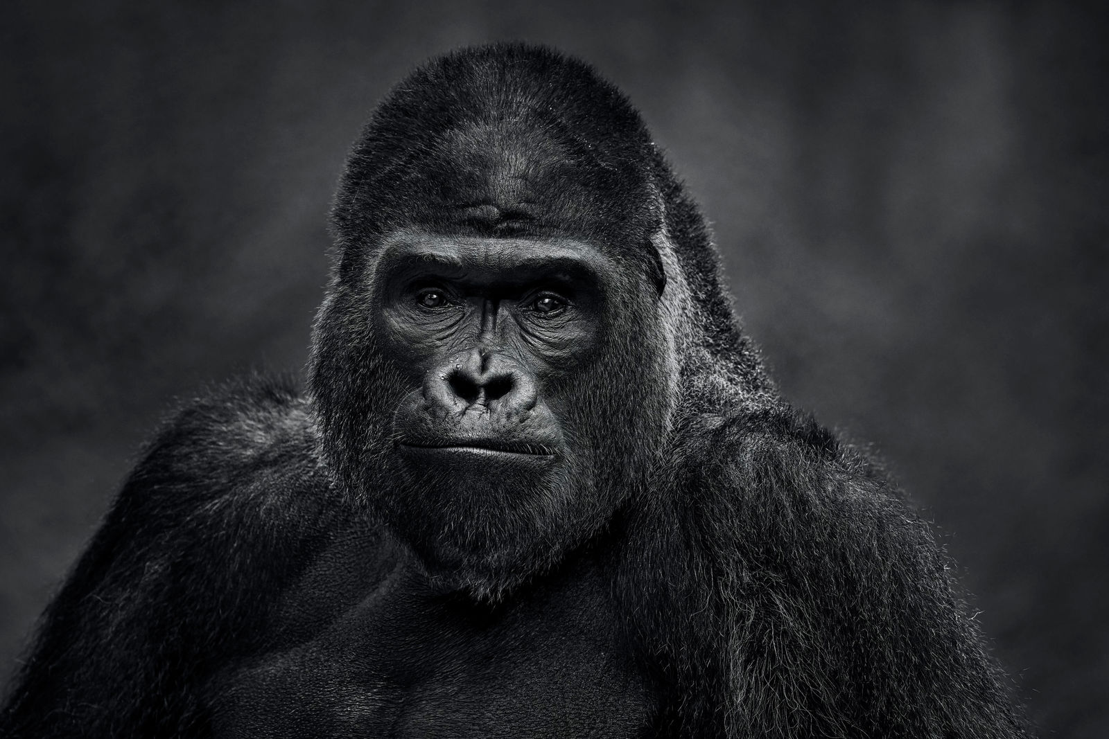 David Yarrow, The Senator