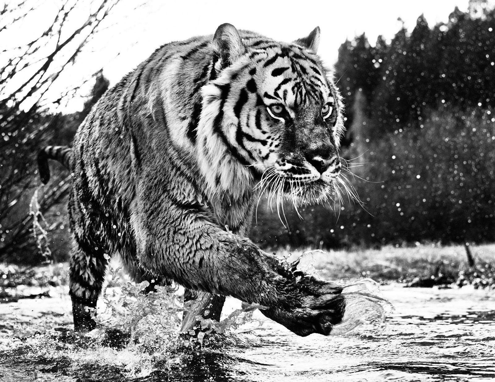 David Yarrow, Mystic River