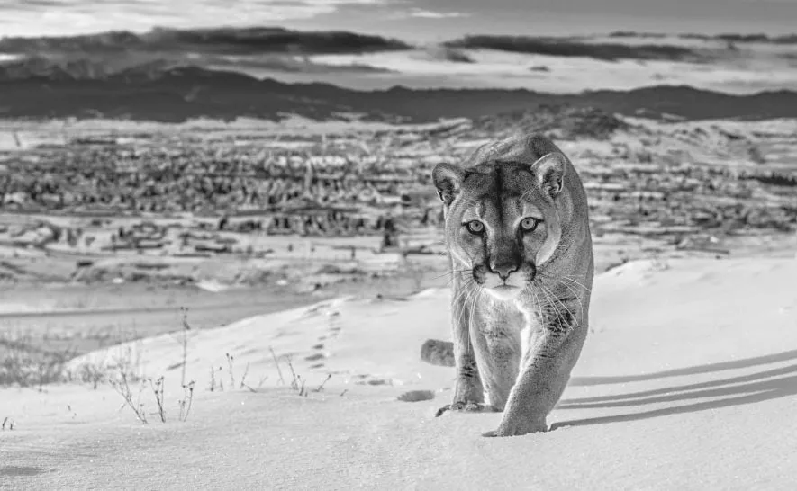 David Yarrow, Frontier Town