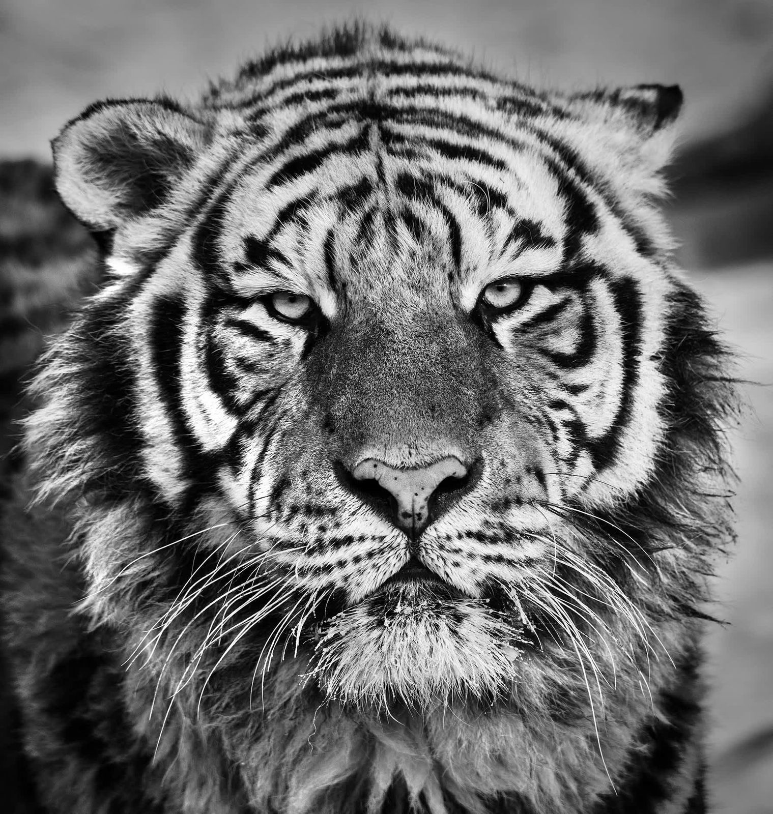 David Yarrow, Harbin