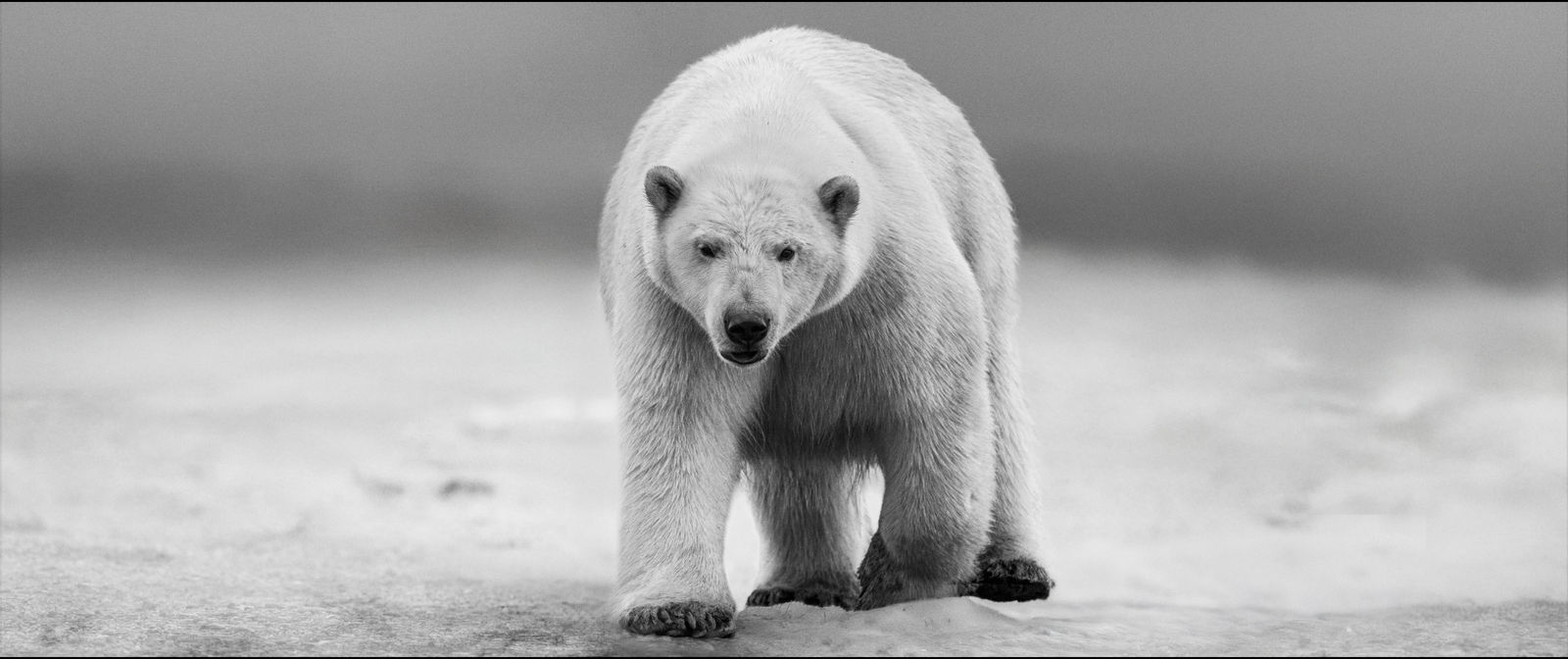 David Yarrow, No Time to Kill