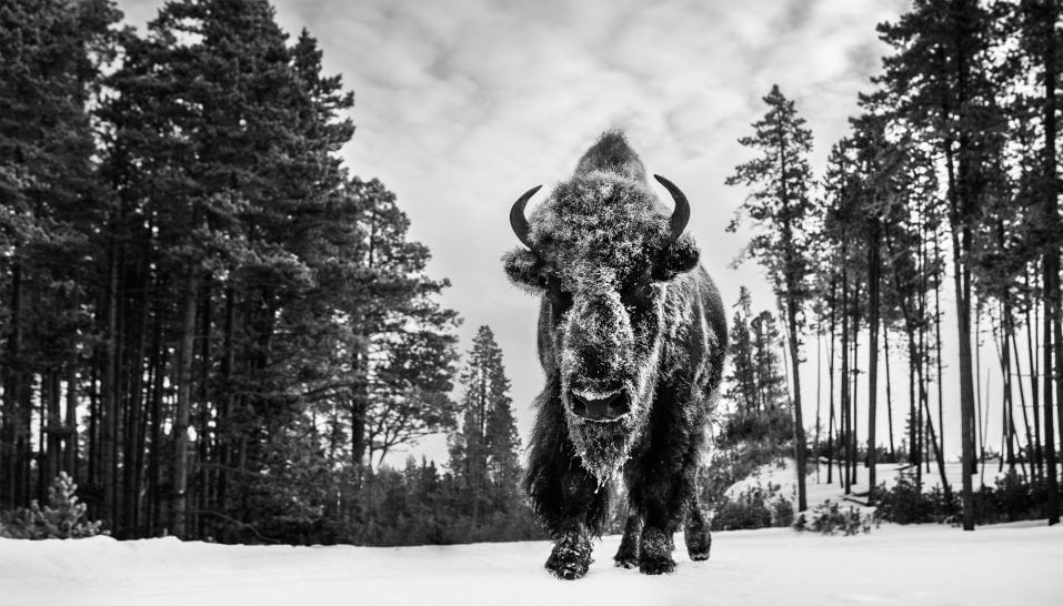 David Yarrow, Forest Grump