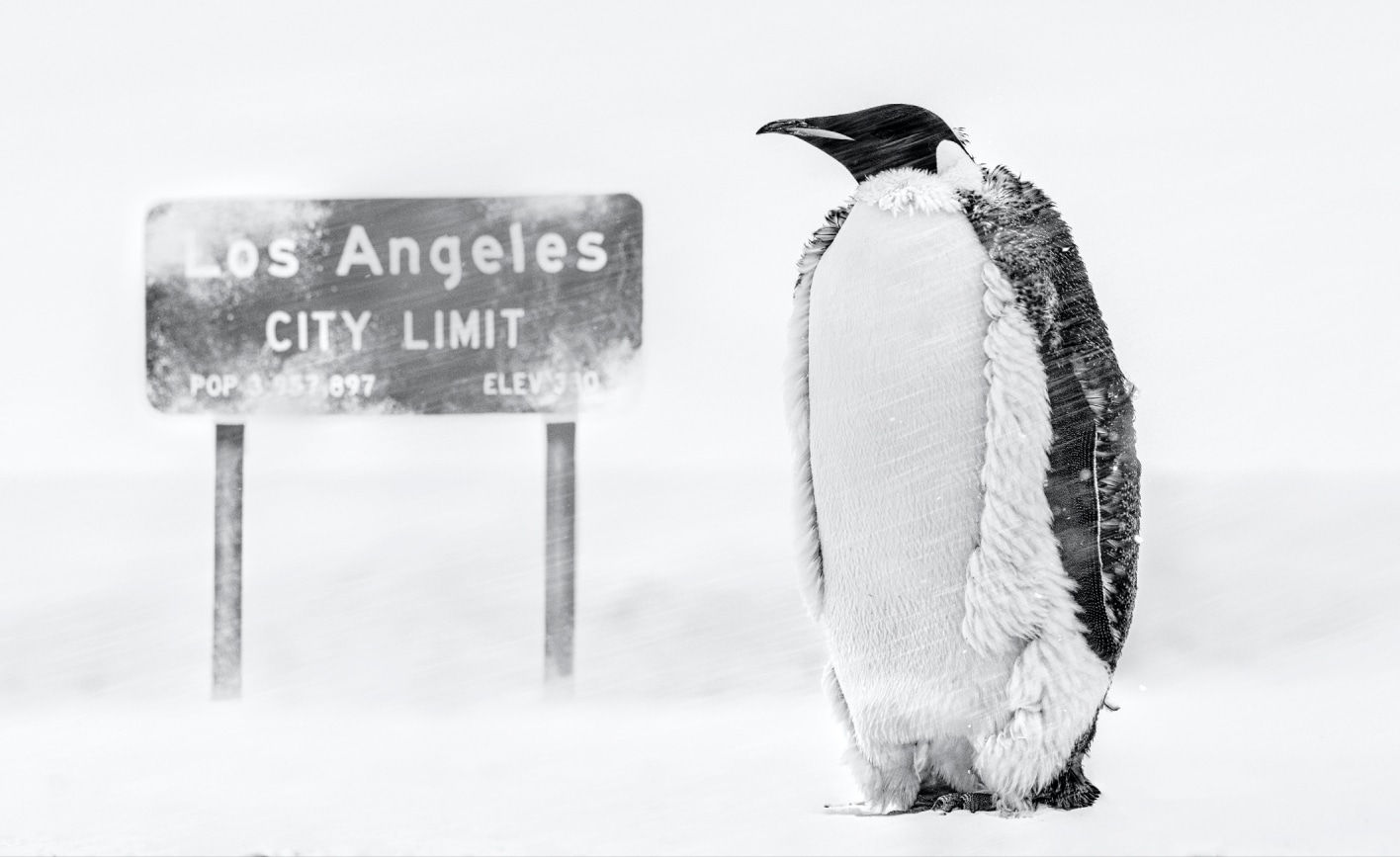 David Yarrow, LA Baby