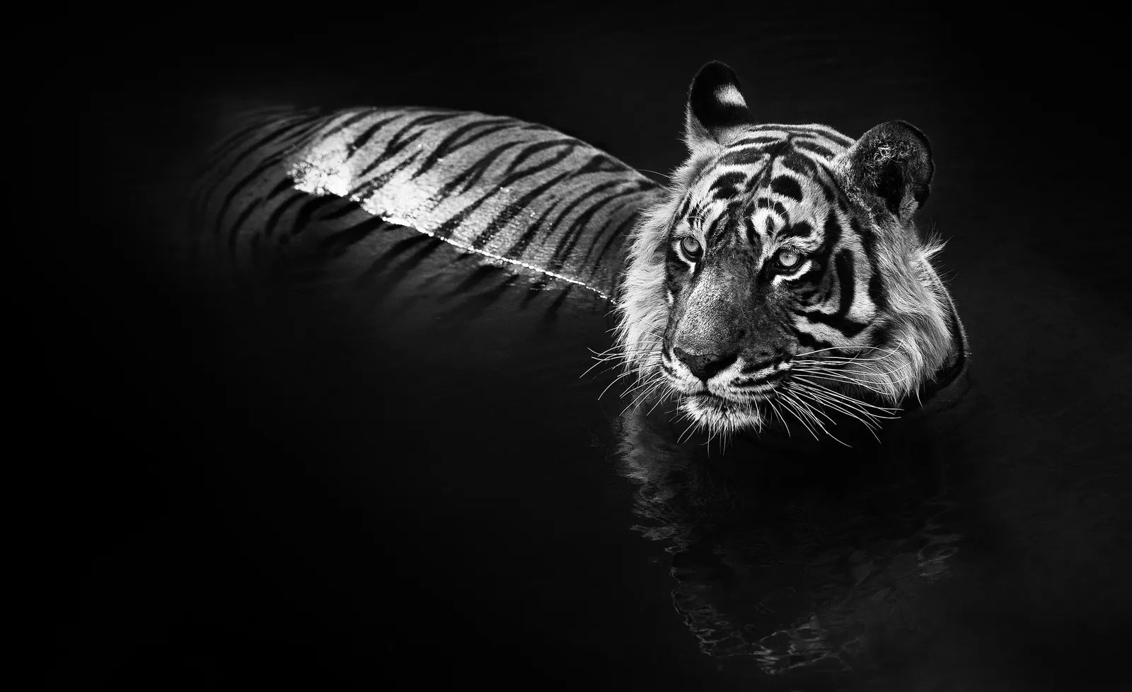 David Yarrow, The Killer