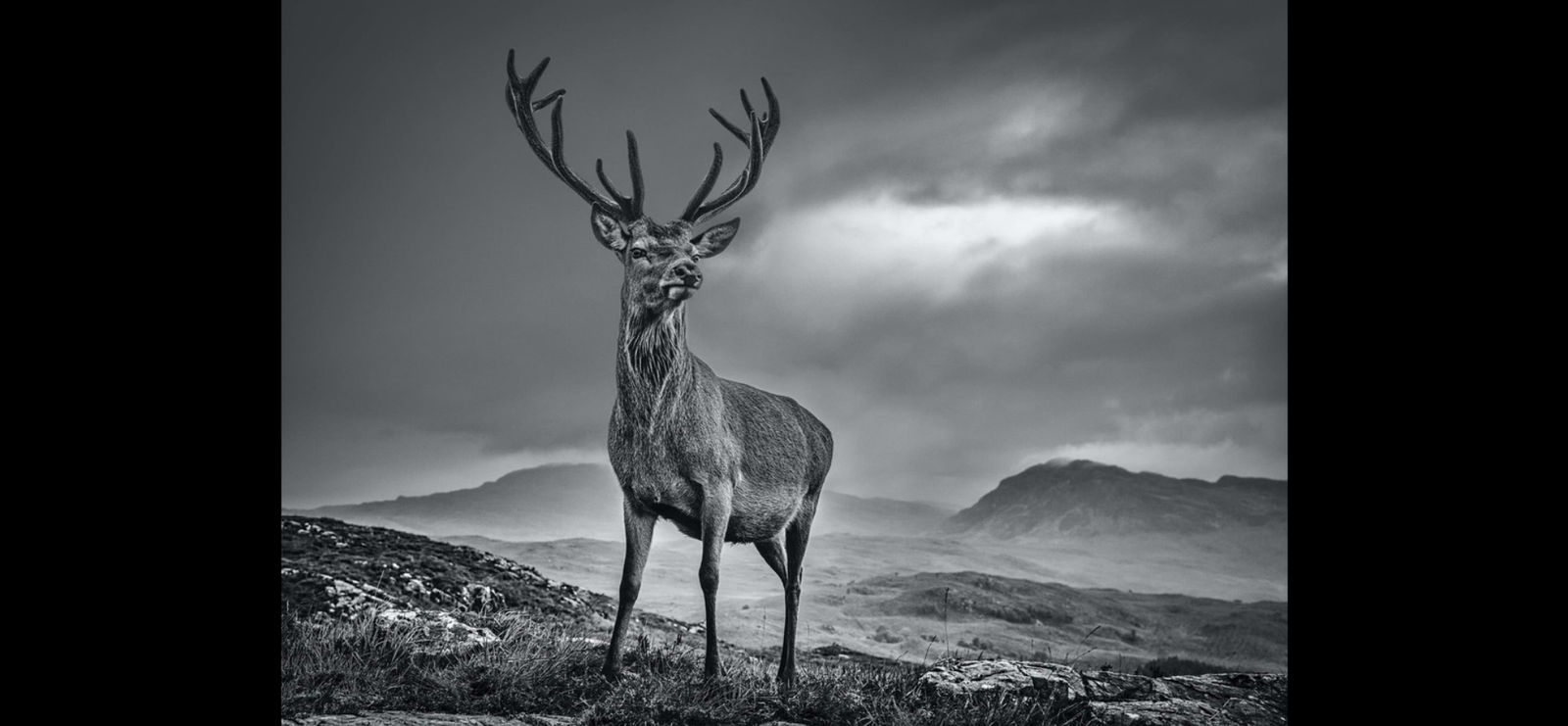 David Yarrow, Homeland