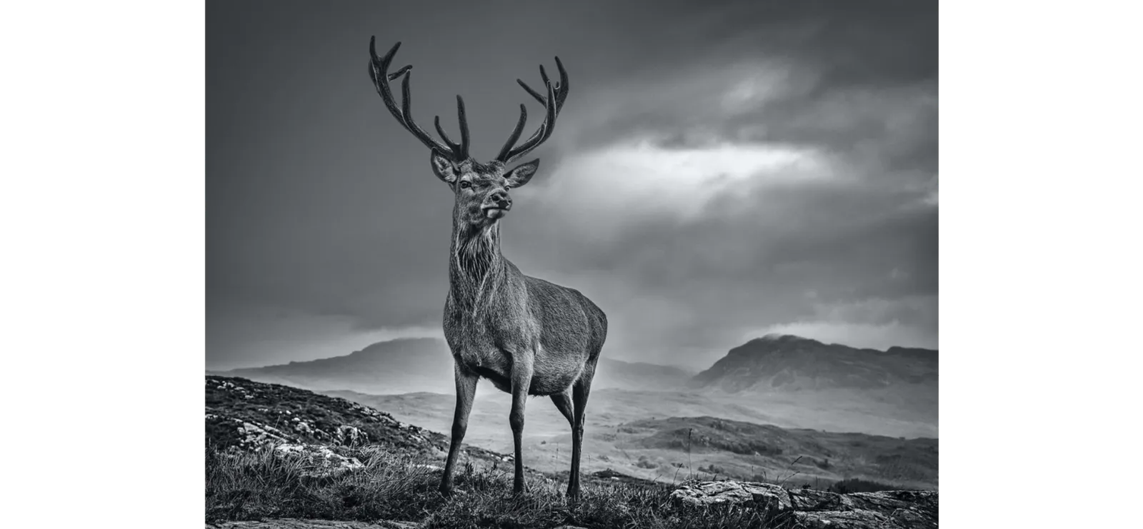 David Yarrow, Homeland