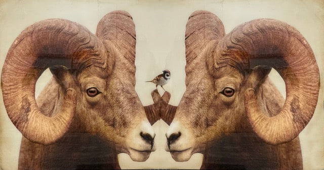 Anke Schofield, Sparrow