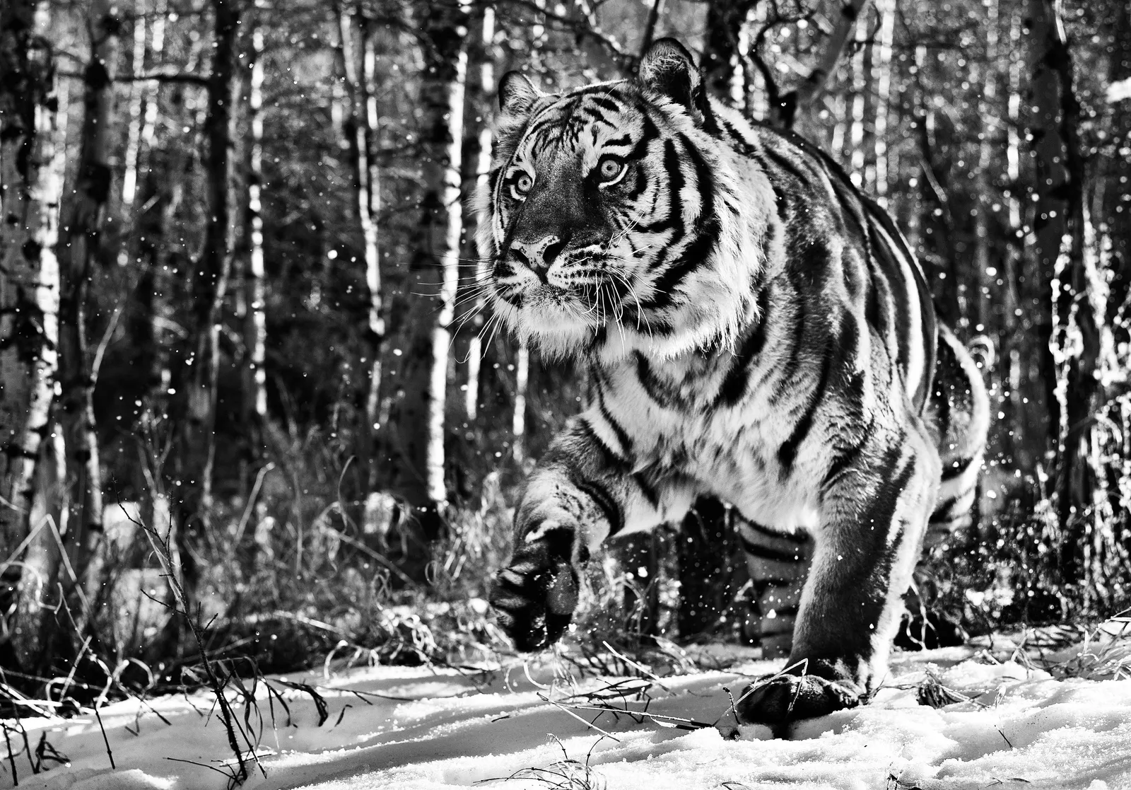 David Yarrow, Cold Mountain