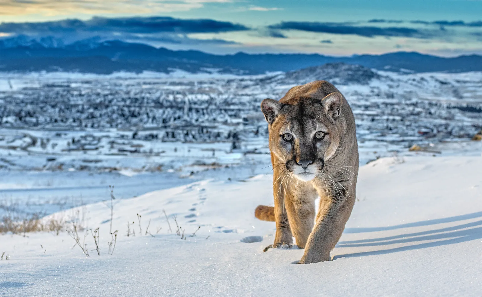 David Yarrow, Frontier Town