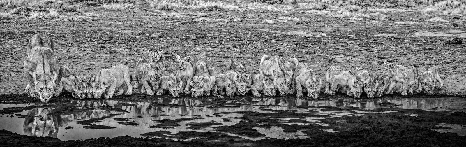 David Yarrow, One for the Road