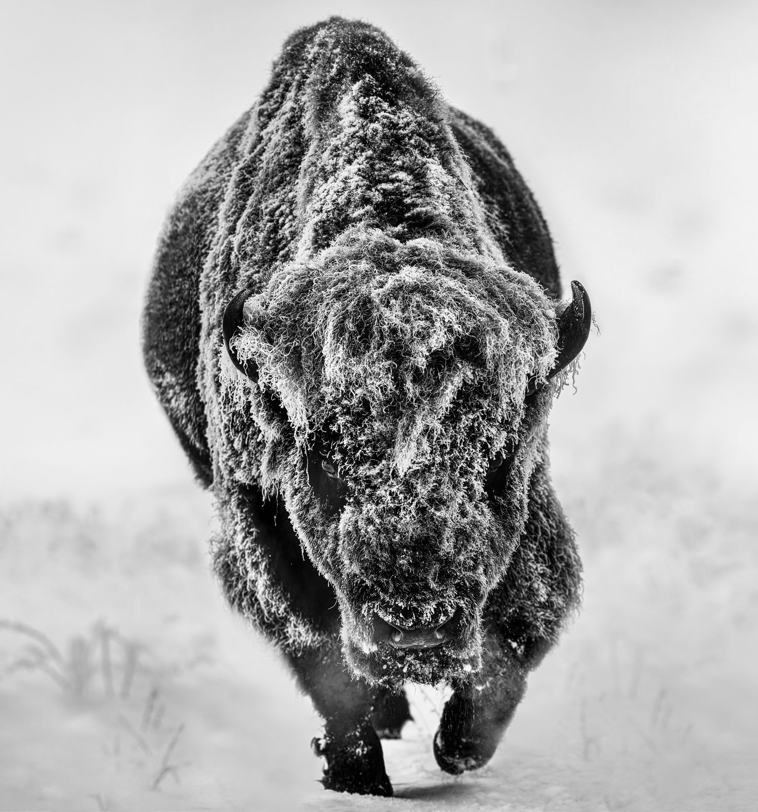 David Yarrow, American Primeval