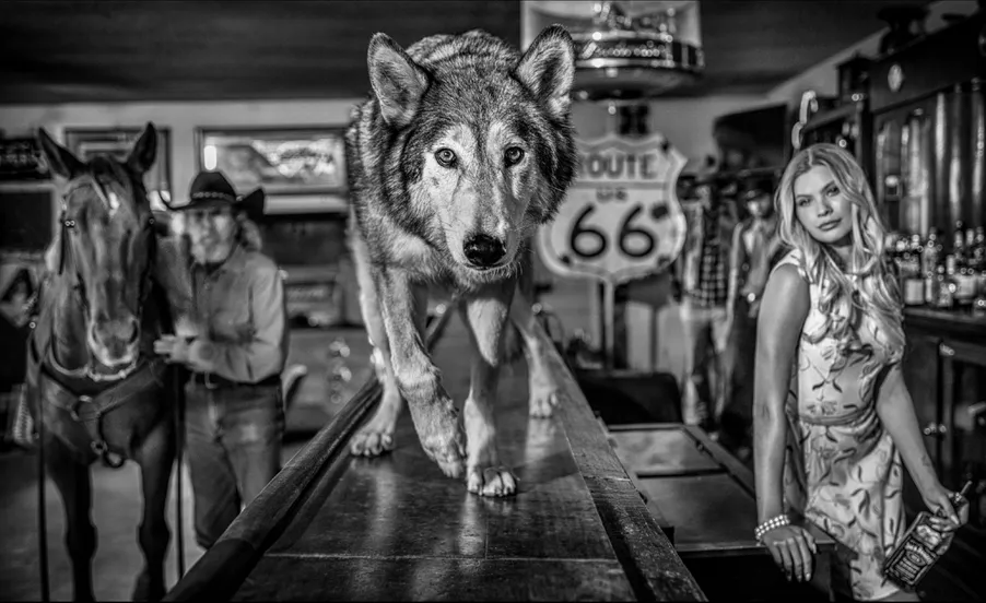 David Yarrow, Easy Rider