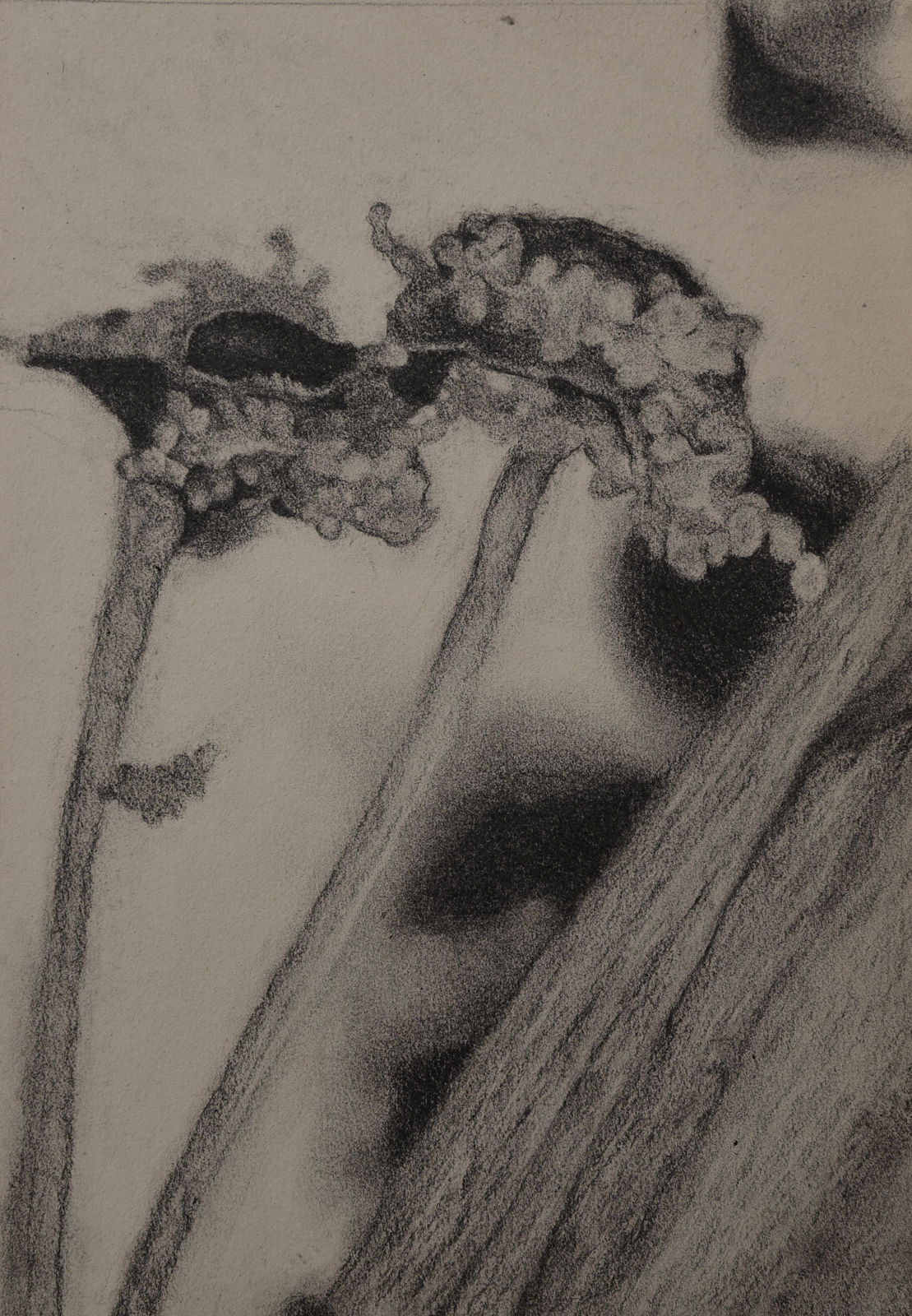 A pencil drawing by Bhimanshu Pandel showing the organics and flora of his native village in Rajasthan, India
