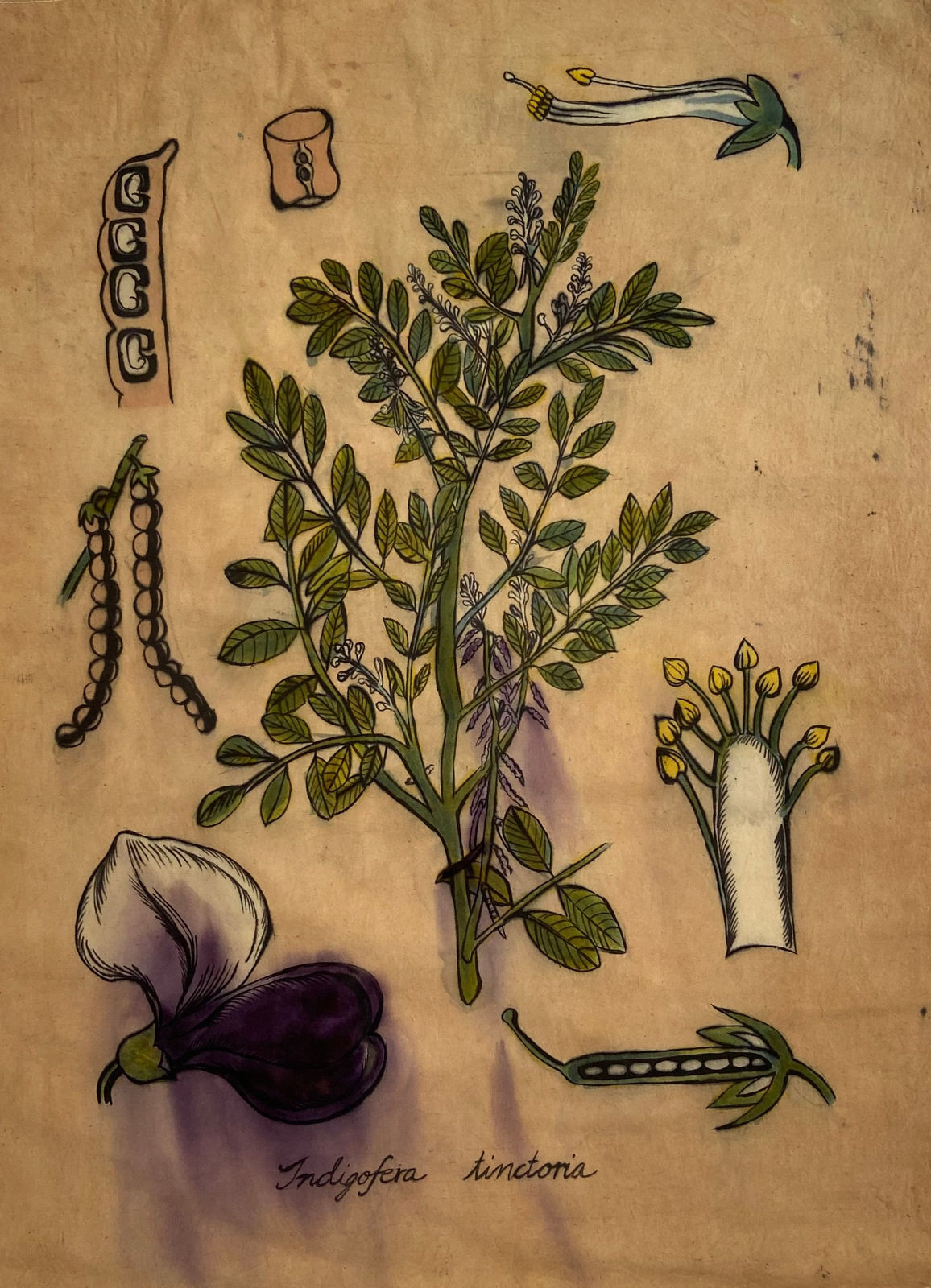 Lavanya Mani, Indigo, 2023