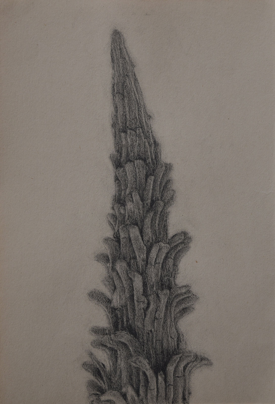 A pencil drawing depicting organic forms from the artist's studio surroundings