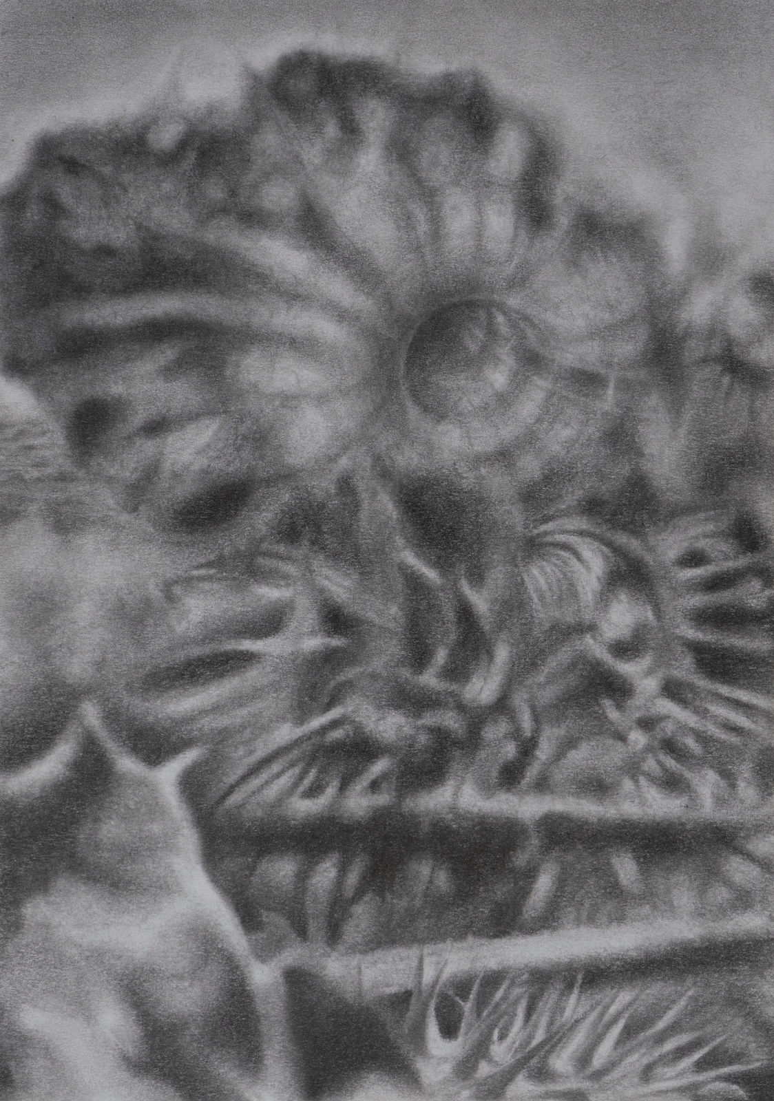 Bhimanshu Pandel, Samajhani - Rohi Ki Chitar , 2022