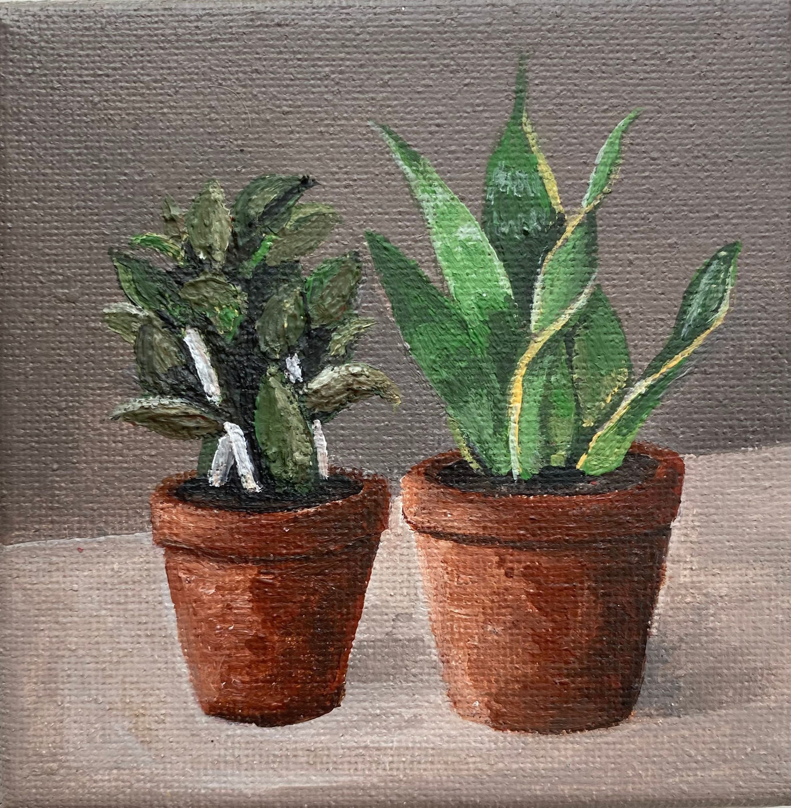 Emily Anastasi, Snake Plant, 2021