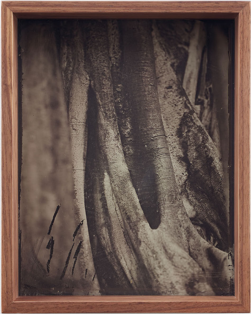 Martín Soto Climent, Detail (Collodion 1), 2020