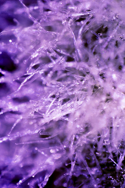 Dana-Fiona Armour, Vue Microscopique Numéro 4 (Nicotiana Benthamiana transgénique) , 2022