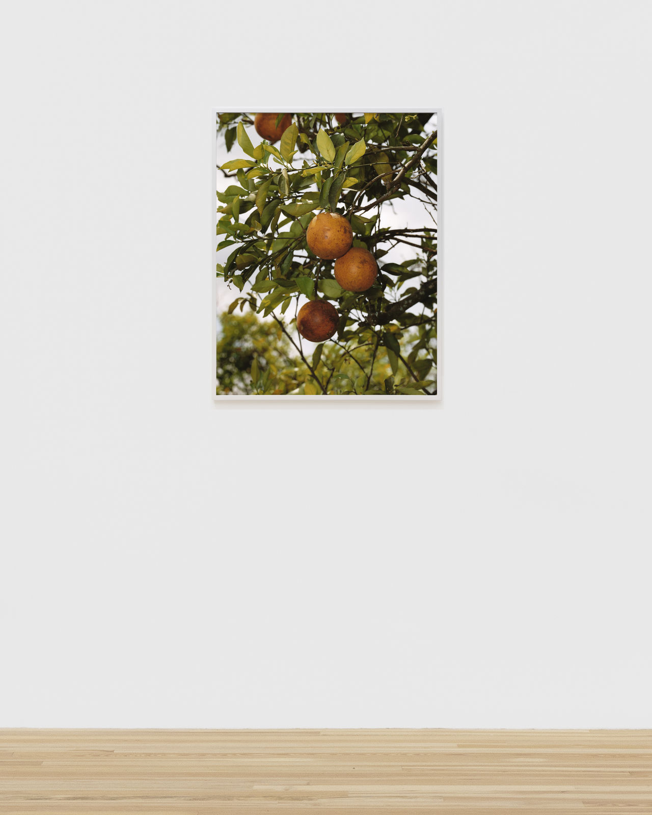 Roe Ethridge, Orange Grove #1, 2004
