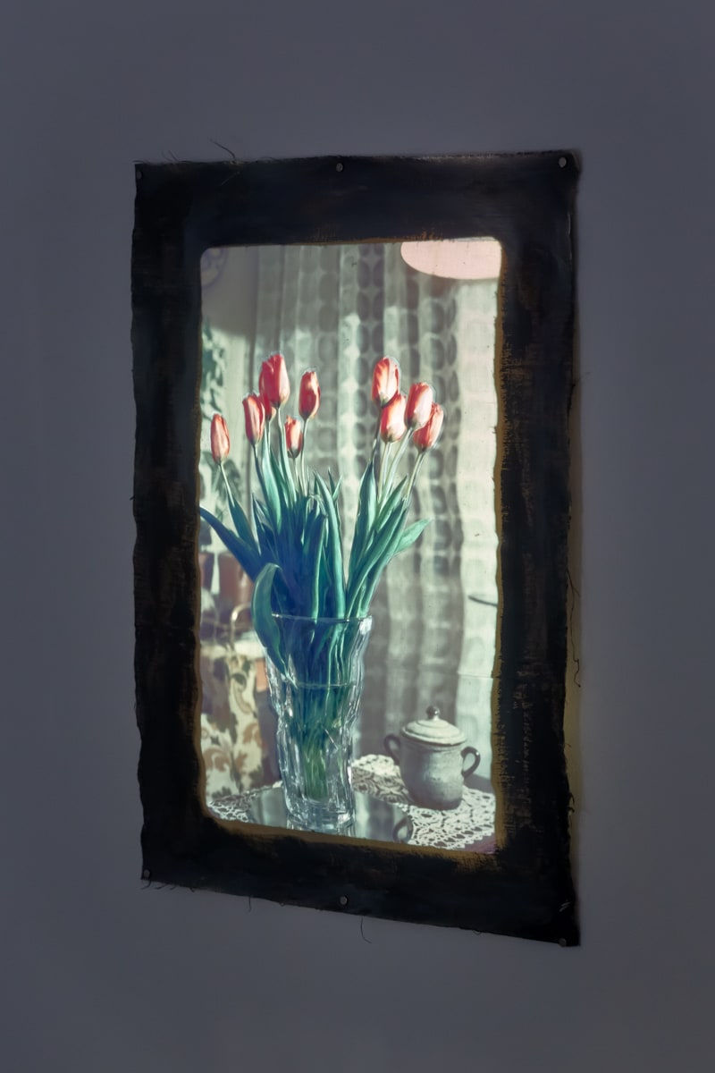 Евгений Гранильщиков, Tulips | Тюльпаны, 2025