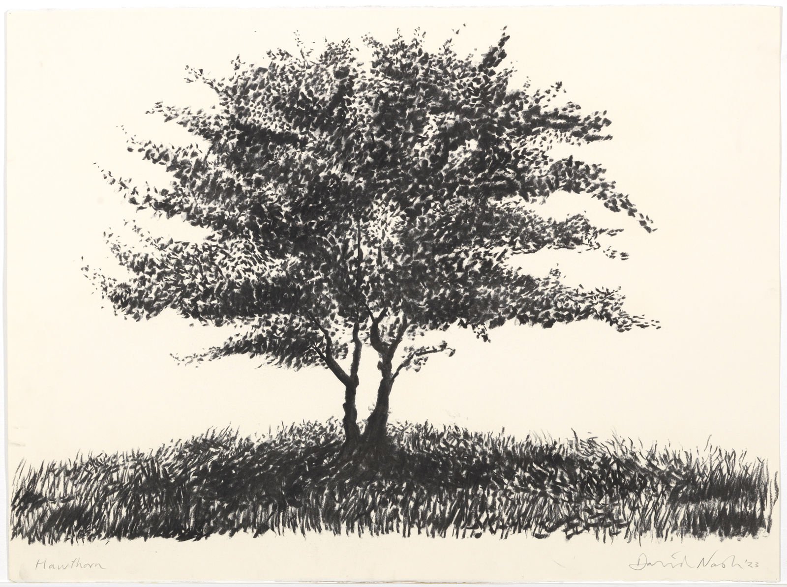 David Nash, Hawthorn, 2023