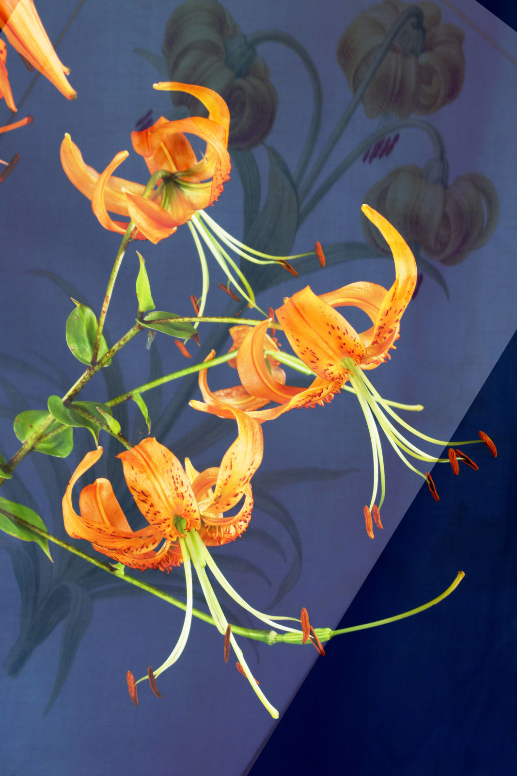 Ella Reitsma.Snoep, Martagon lilies from own garden. Drawing Jacques de Gheyn ca. 1603 Fondation Custodia Paris, 2017