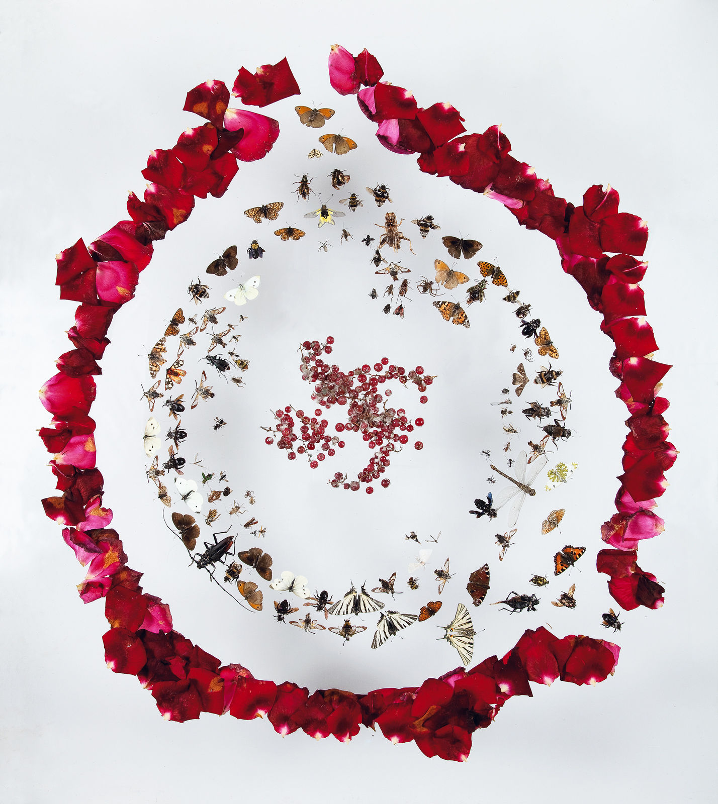 Installations Series 1, Cherry Clubbing, 2010