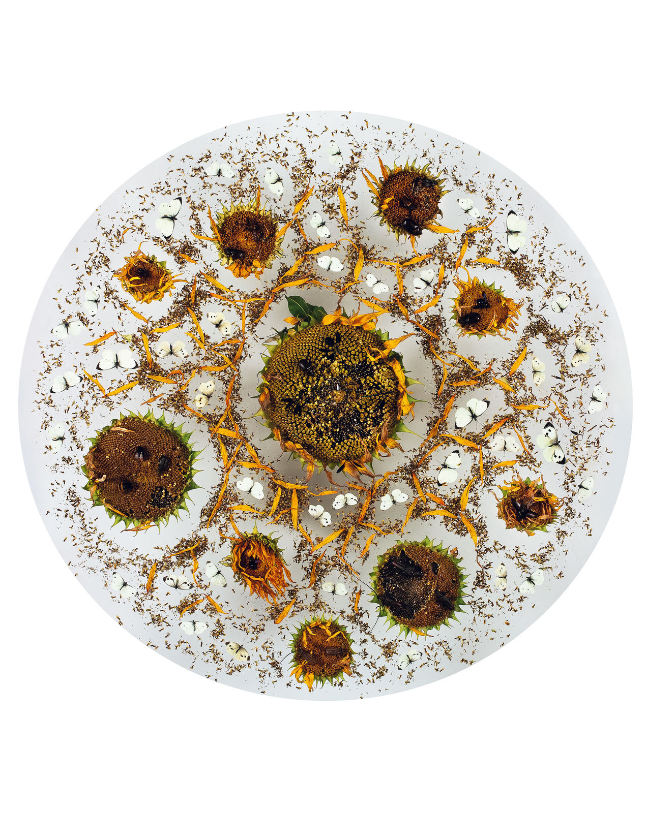 Installations Series 1, Seedfest, 2010