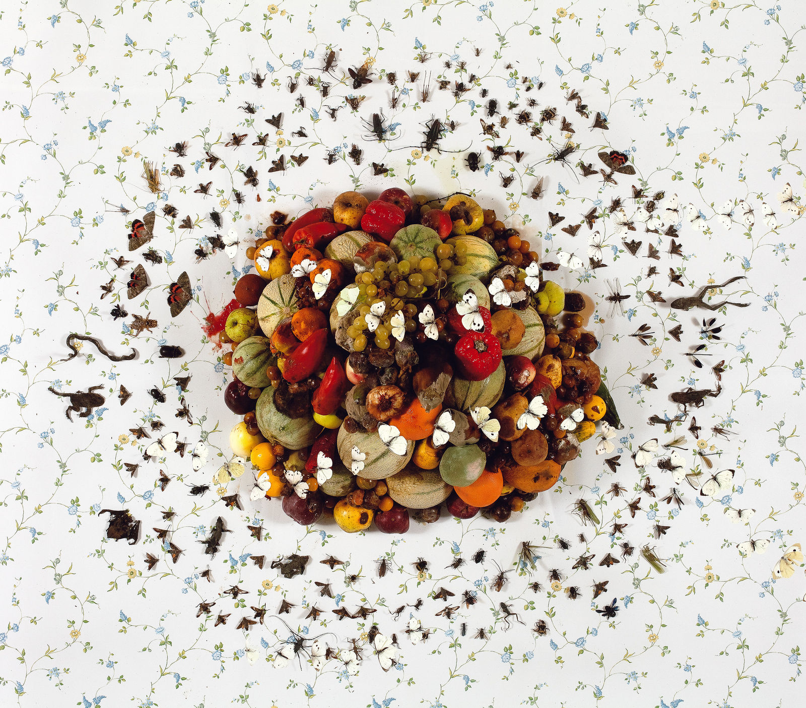 Installations Series 1, Terre del Cornucopia, 2010