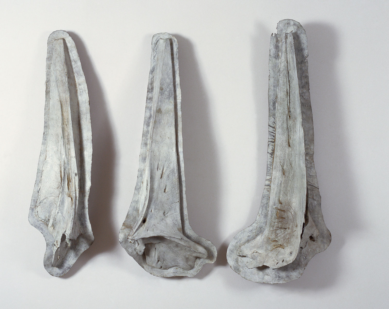 Sculptures, Jaw (Whale Bone), 1995