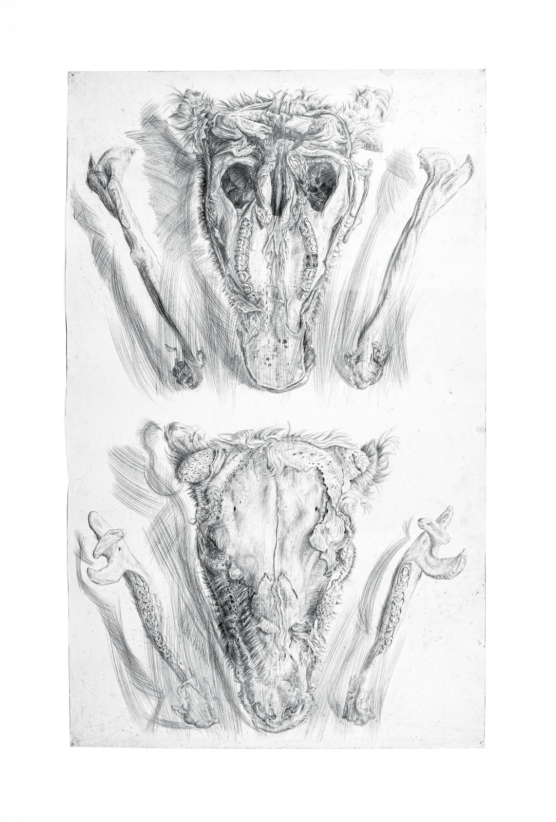 Drawings, Head (Ladysmith), 1999