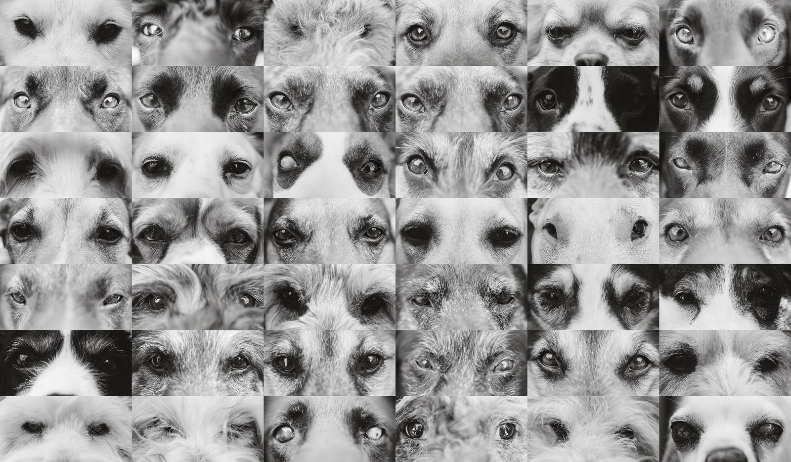 Photography, Birthday, Dogs, 1 - 20 years, Eyes, 1997