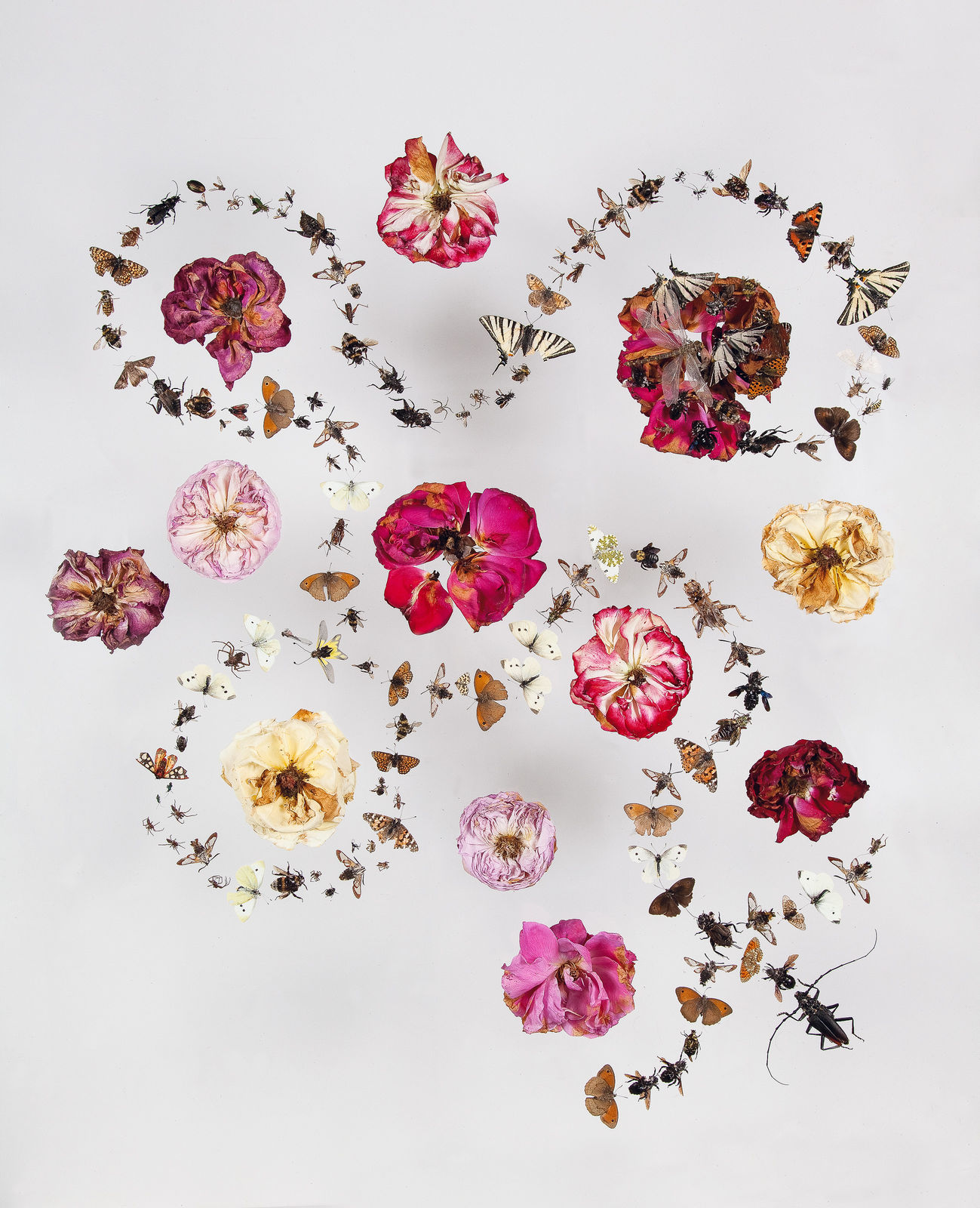 Installations Series 1, Ovine Behavioural Design, 2010