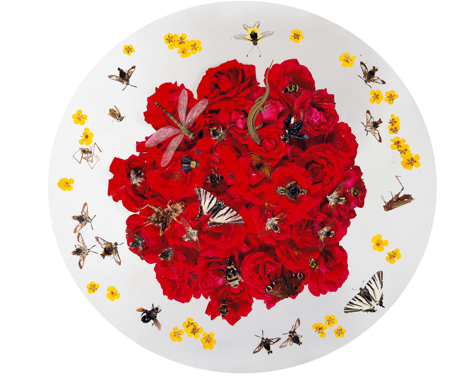 Installations Series 1, Royal William Circus, 2010