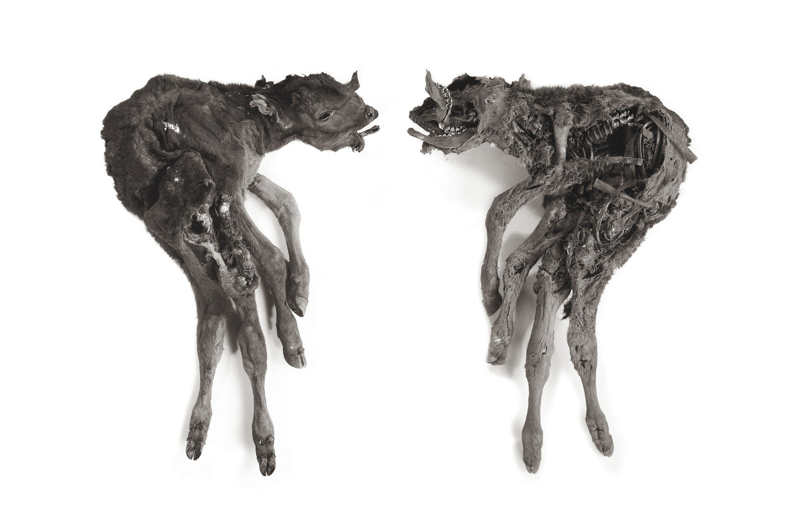 Photography, Veau, 1999