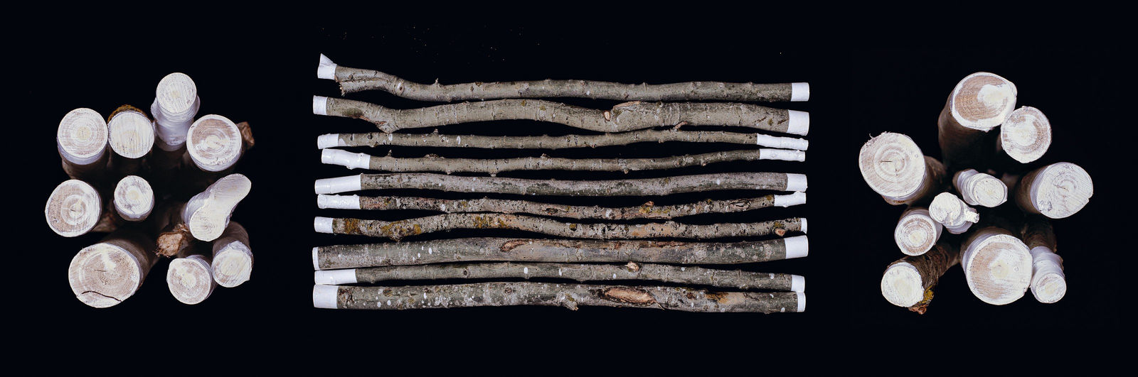 Photography, Frène (Family Tree series), 2008