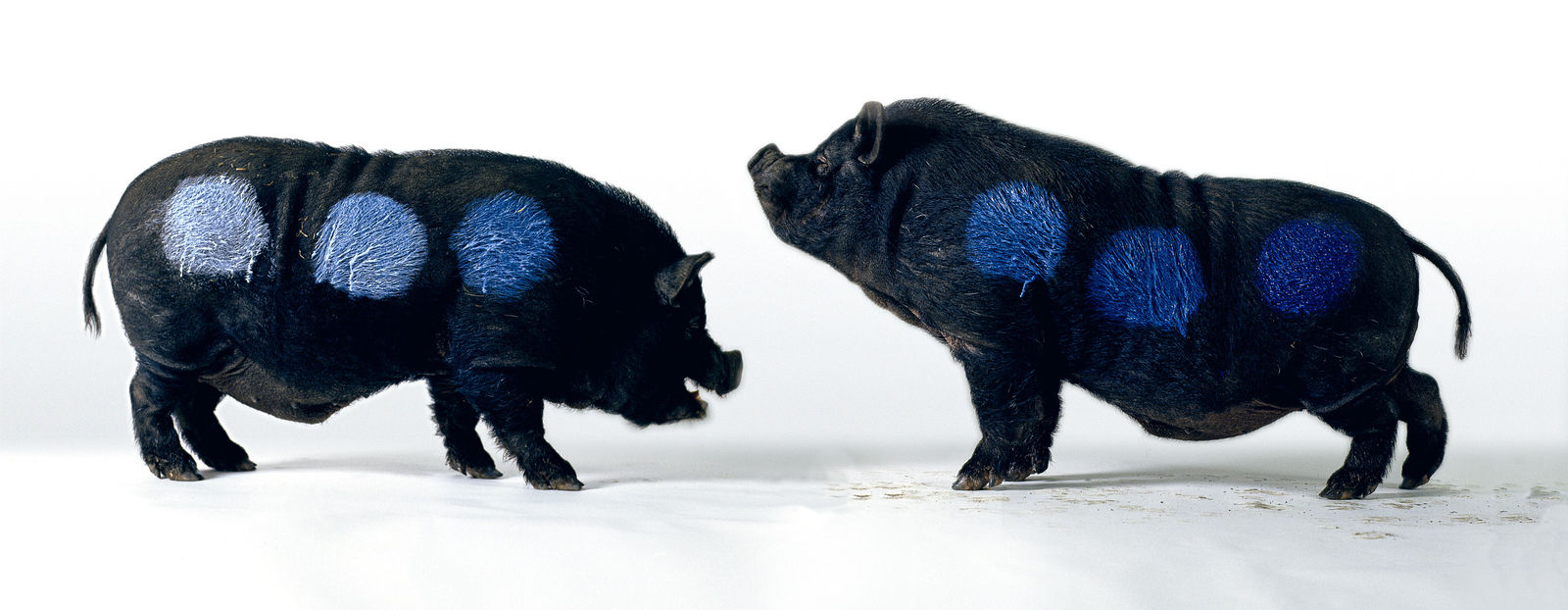 Photography, Albert, 2002