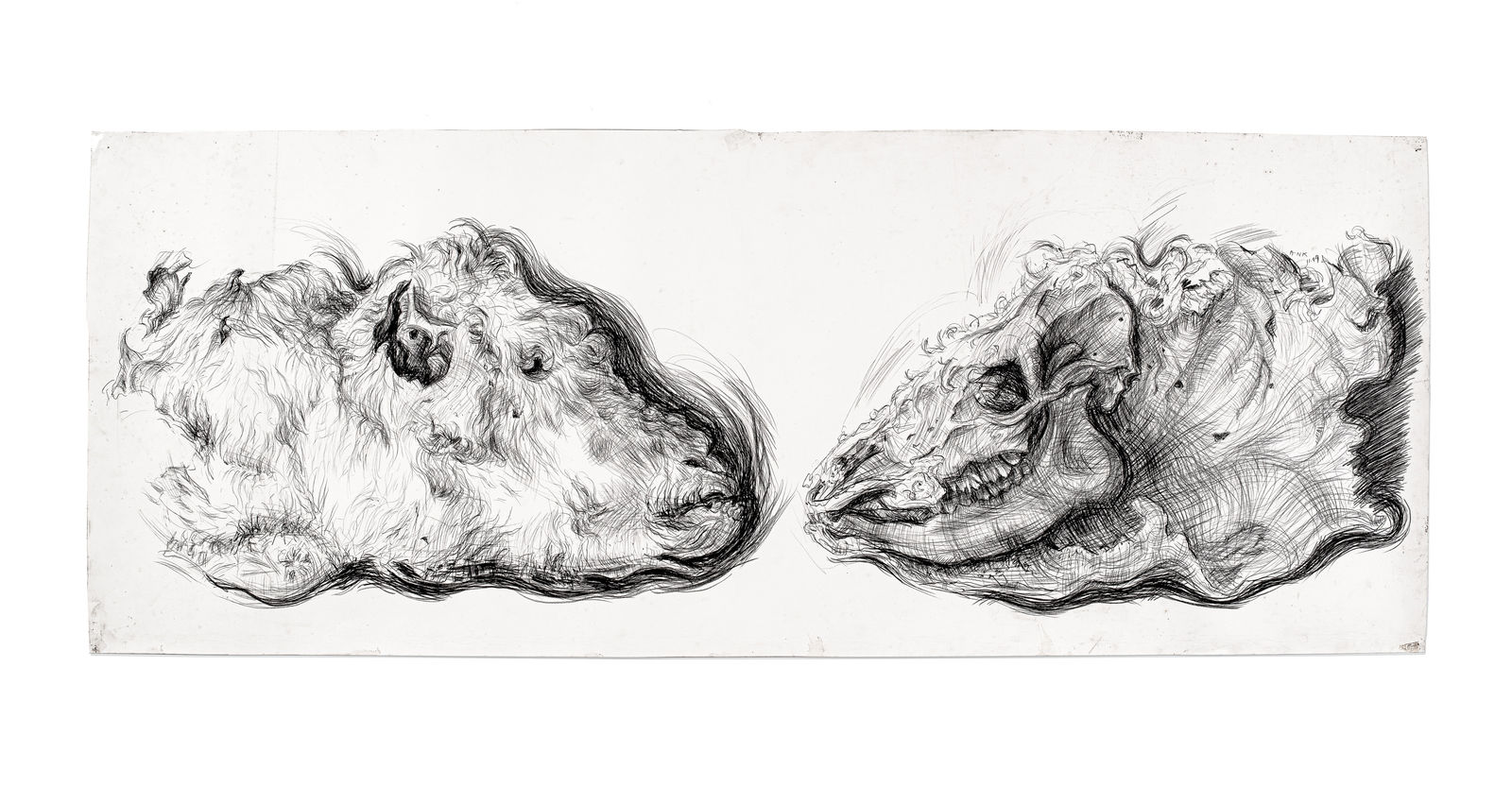 Drawings, Calf Head, 1999