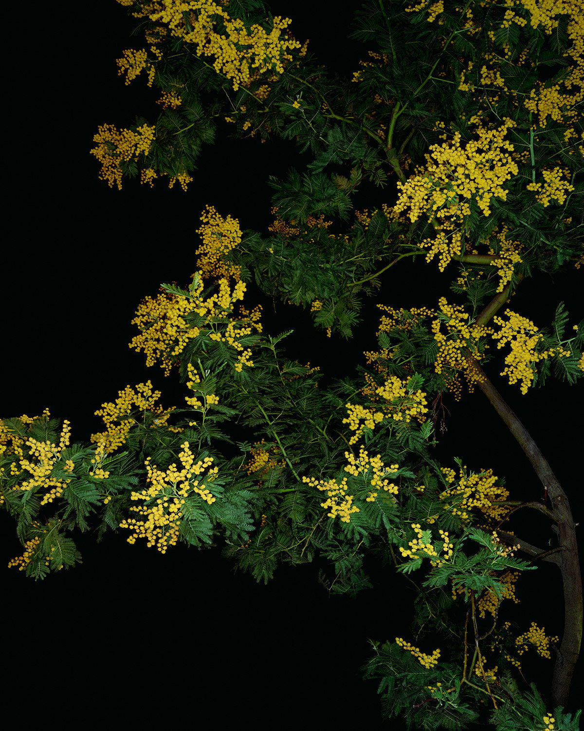 Sarah Jones, Mimosa (Actor) (I) , 2021