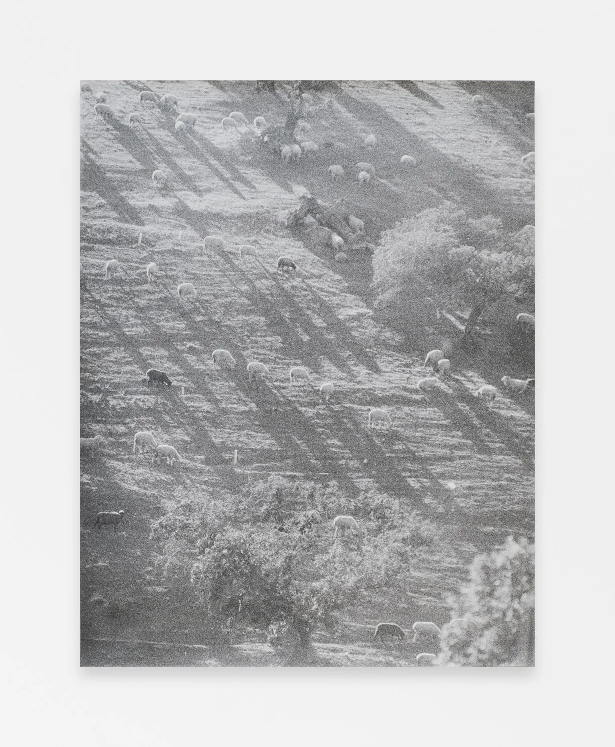 Jochen Lempert, Sheep, 2021