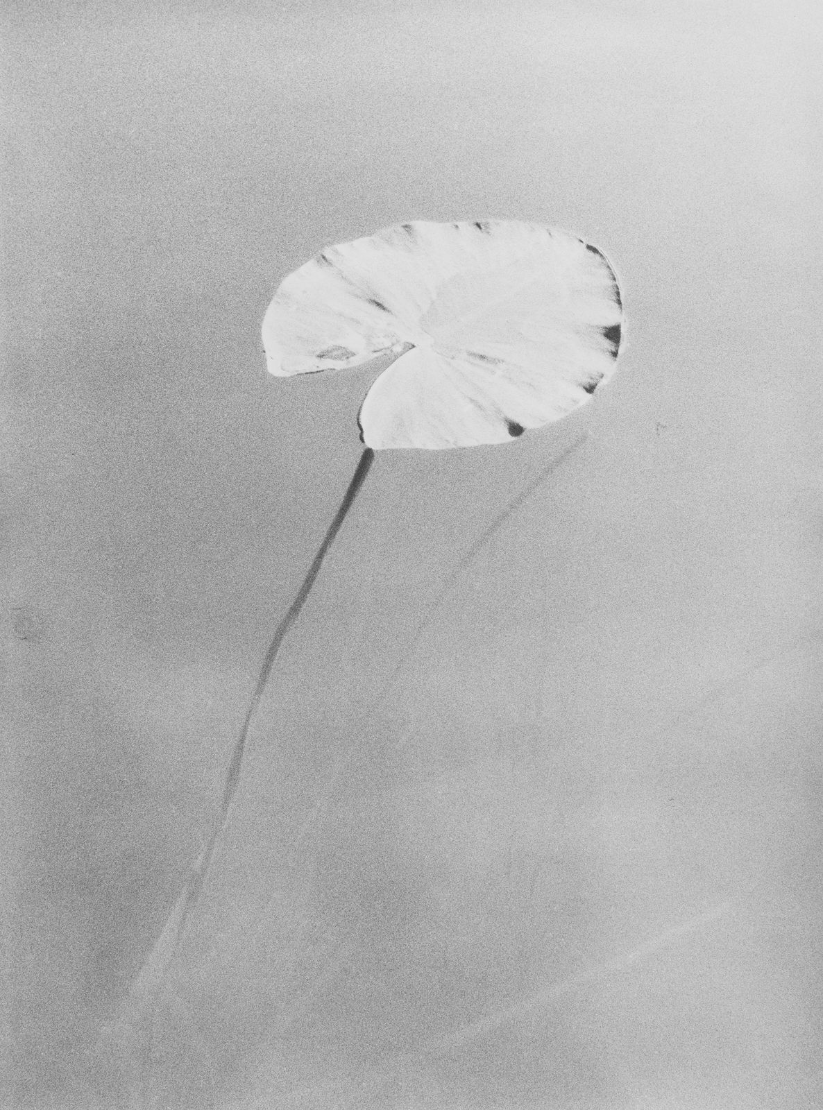 Jochen Lempert, Nuphar, 2024