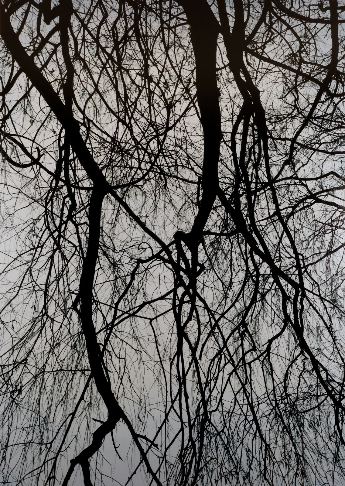 KONG Sunghun, Willow Tree 2, 2015