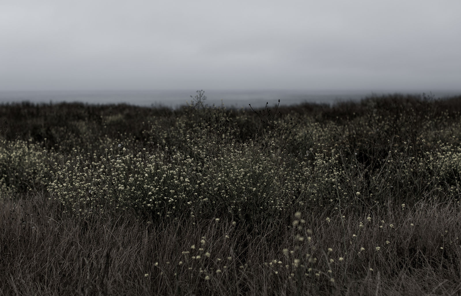 Cas Friese, no. 1252, 2021