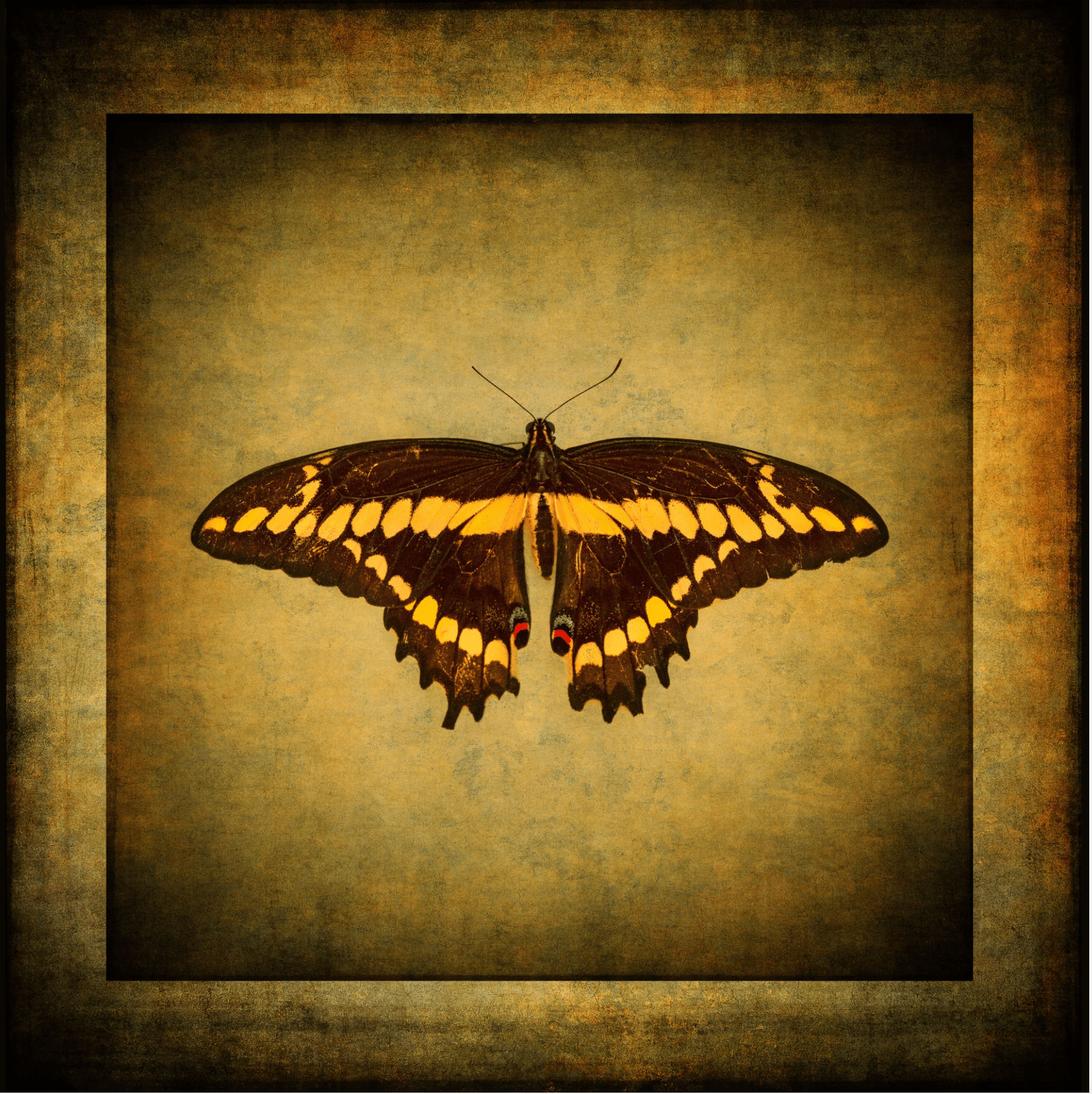 Rusty Yates, BLACK SWALLOWTAIL