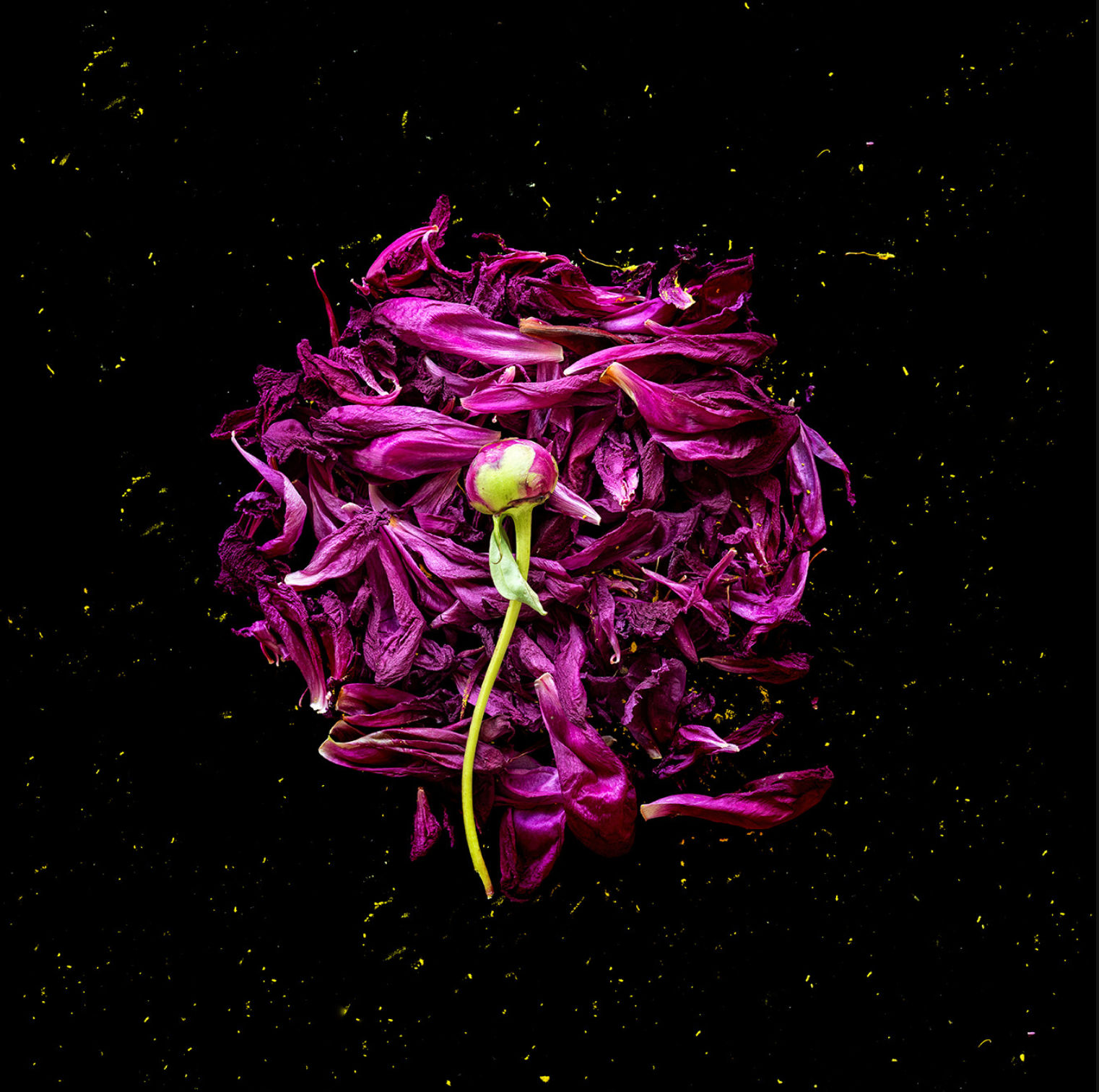 Rusty Yates, FLORAL COSMOS