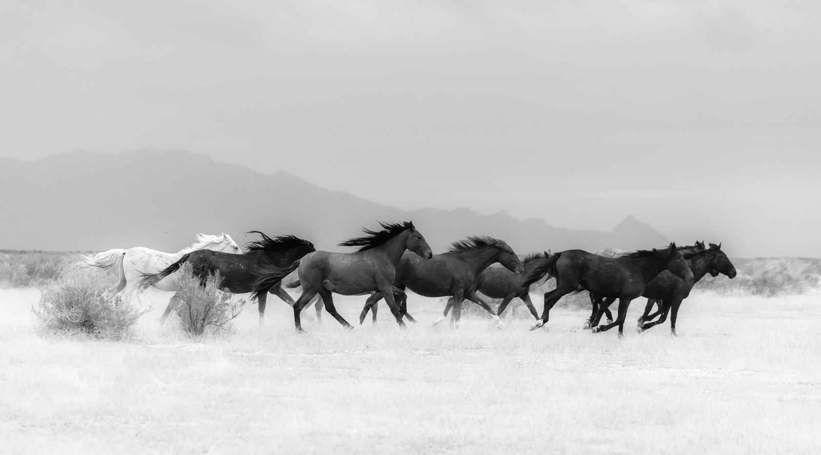 Ximena Echeverria, WILD AND FREE