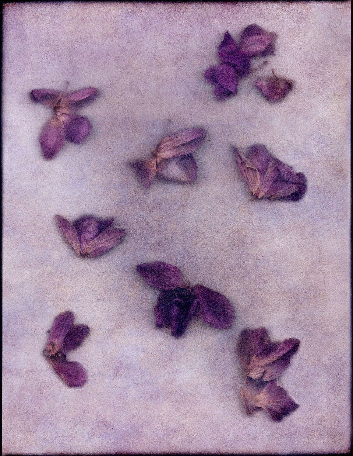 Rusty Yates, ELLEN'S ORCHIDS