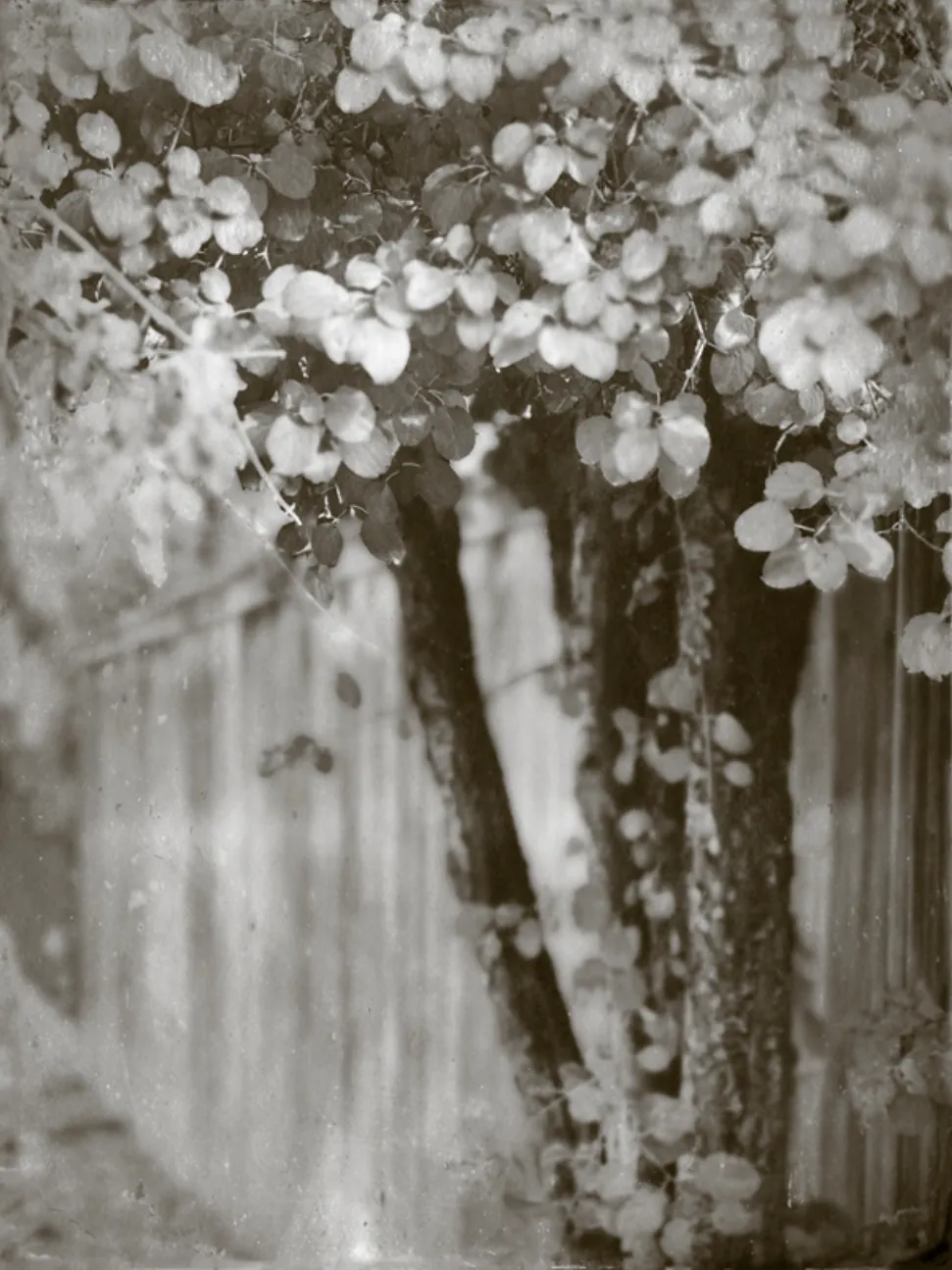 Wendi Schneider, Along the Fence, 2024