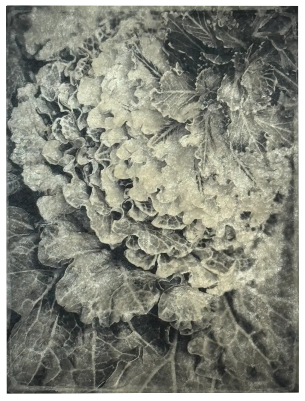 Wendi Schneider, Spring Cabbage, 2025